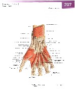 Sobotta Atlas of Human Anatomy  Head,Neck,Upper Limb Volume1 2006, page 214